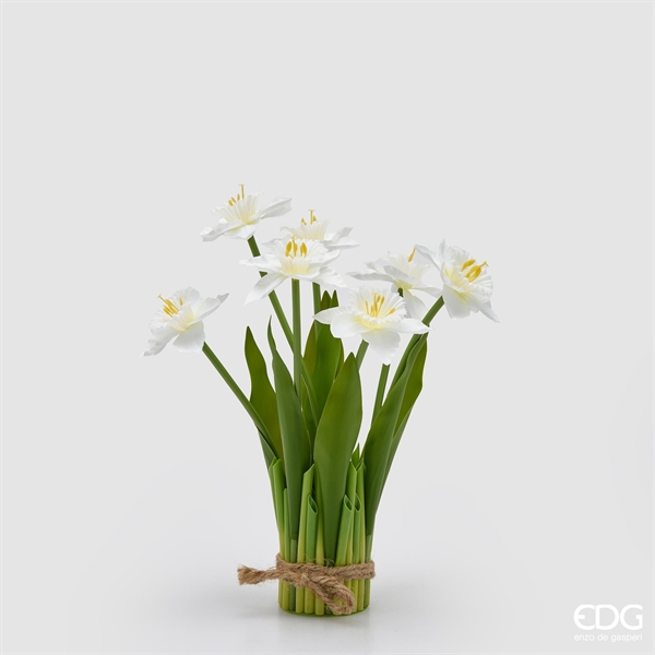 NARCISO MAZZO X7 C/FOGLIE H2