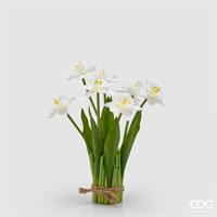 NARCISO MAZZO X7 C/FOGLIE H2