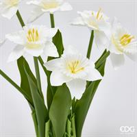 NARCISO MAZZO X7 C/FOGLIE H2