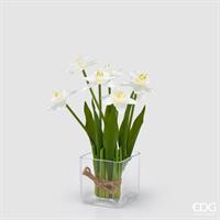 NARCISO MAZZO X7 C/FOGLIE H2
