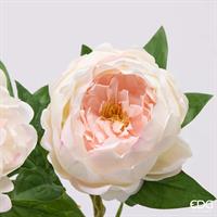 PEONIA RAMO C/FOGLIE H58