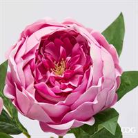 PEONIA RAMO C/FOGLIE H58
