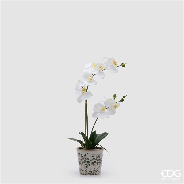 ORCHIDEA PHALAENOPSI C/BOC.H