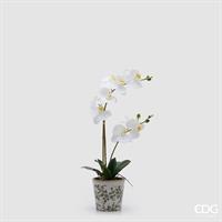 ORCHIDEA PHALAENOPSI C/BOC.H