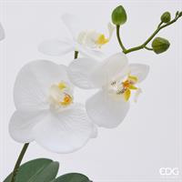 ORCHIDEA PHALAENOPSI C/BOC.H