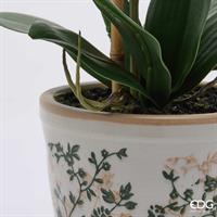 ORCHIDEA PHALAENOPSI C/BOC.H