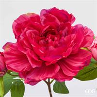 PEONIA RAMO REAL C/BOCC.H54