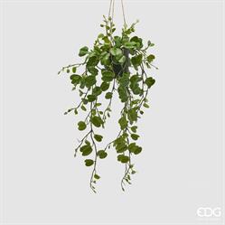 BAUHINIA C/VASO DA APPEND.H.