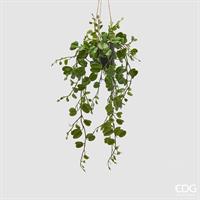 BAUHINIA C/VASO DA APPEND.H.