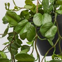 BAUHINIA C/VASO DA APPEND.H.