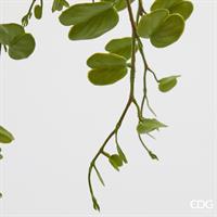 BAUHINIA C/VASO DA APPEND.H.