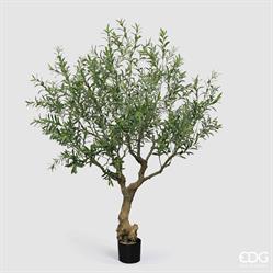 OLIVO CON VASO H.230