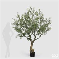 OLIVO CON VASO H.230