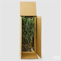 OLIVO CON VASO H.230