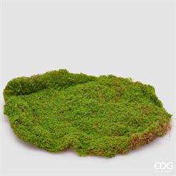 MUSCHIO ZOLLA H.5 D.40 C6