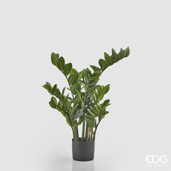 ZAMIFOLIA X9 C/VASO H090