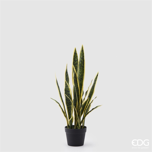 SANSEVERIA WEST C/VASO H70 C
