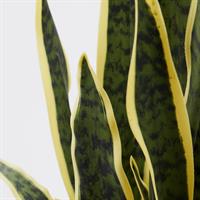 SANSEVERIA WEST C/VASO H70 C