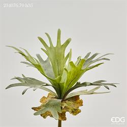 PLATYCERIUM BELL CESP H35