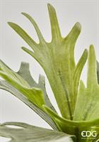 PLATYCERIUM BELL CESP H35