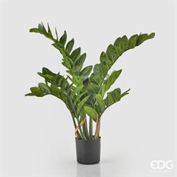ZAMIFOLIA X11 C/VASO H110