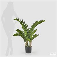 ZAMIFOLIA X11 C/VASO H110