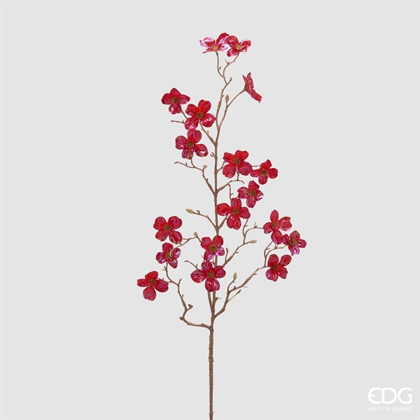 CORNUS GLOSY RAMO H85 C5 RED