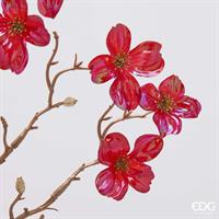 CORNUS GLOSY RAMO H85 C5 RED