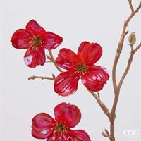 CORNUS GLOSY RAMO H85 C5 RED