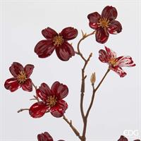 CORNUS GLOSY RAMO H85 C5