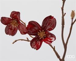 CORNUS GLOSY RAMO H85 C5