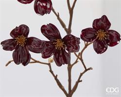 CORNUS GLOSY RAMO H85 C5