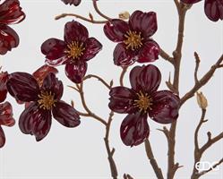 CORNUS GLOSY RAMO H85 C5