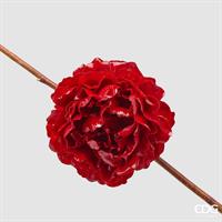 PEONIA GLOSSY CLIP D17 C6 RE