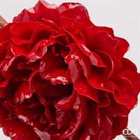 PEONIA GLOSSY CLIP D17 C6 RE