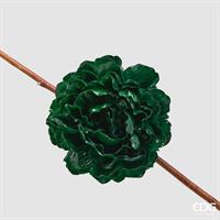 PEONIA GLOSSY CLIP D17 C6 GR