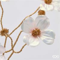 CORNUS GAMBO-ORO RAMO H72 C6
