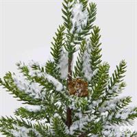 PINO INNEVATO CON VASO H43
